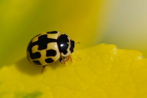 Jumbo Red & retailer Black Lady Bug with Spring Flowers